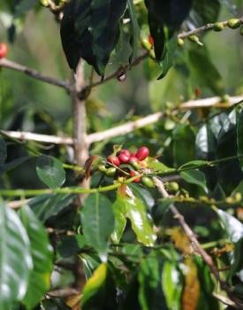 Gebrand Indonesia, Semi Washed Arabica, Sumatra, Lintong, Grade 1 Gebrand Indonesia, Semi Washed Arabica, Sumatra, Lintong, Grade 1
