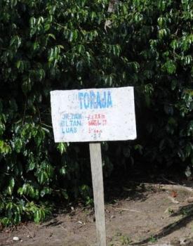 Gebrand Indonesia, Washed Arabica, Sumatra, Wahana Plantation, Toraja Gebrand Indonesia, Washed Arabica, Sumatra, Wahana Plantation, Toraja