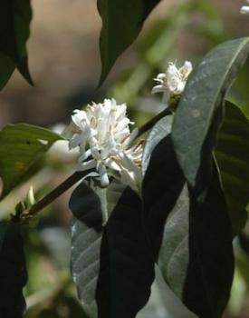Gebrand Ethiopia Arabica, Washed, Sidamo, Grade 2 Gebrand Ethiopia Arabica, Washed, Sidamo, Grade 2