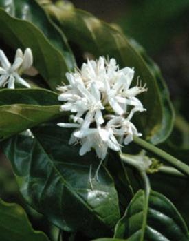 Gebrand Indonesia, Washed Arabica, Java, Blawan Estate, Grade 1 Gebrand Indonesia, Washed Arabica, Java, Blawan Estate, Grade 1