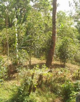 Gebrand Ethiopia Arabica, Washed, Mocca, Wild Grown Forest Coffee Gebrand Ethiopia Arabica, Washed, Mocca, Wild Grown Forest Coffee