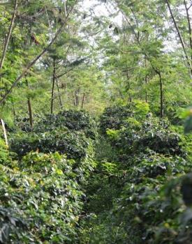 Gebrand Indonesia, Semi Washed Arabica, Sumatra, Mandheling, Grade 1, Organic Gebrand Indonesia, Semi Washed Arabica, Sumatra, Mandheling, Grade 1, Organic