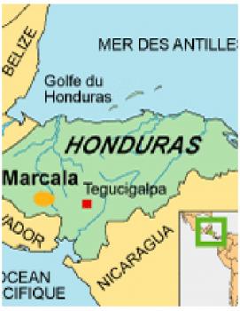 Gebrand Honduras, Washed Arabica, Strictly High Grown European Preparation, Organic, Fairtrade Gebrand Honduras, Washed Arabica, Strictly High Grown European Preparation, Organic, Fairtrade