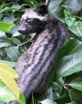 Gebrand Indonesia, Washed Arabica, Sumatra, Wahana Plantation, Luwak, Organic Gebrand Indonesia, Washed Arabica, Sumatra, Wahana Plantation, Luwak, Organic