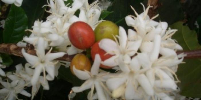 Grandoro Gourmetkaffee Kenia Pearl Bean Iyego Estate Grandoro Gourmetkaffee Kenia Pearl Bean Iyego Estate