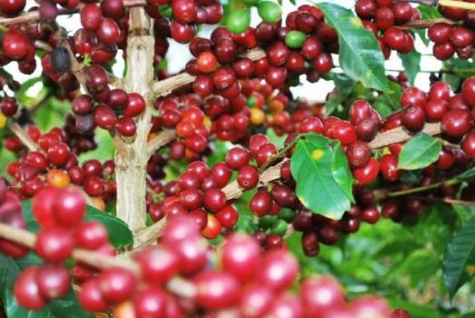 Ridders Kaffeerösterei Yirgacheffe Ridders Kaffeerösterei Yirgacheffe