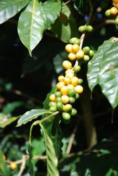 Ridders Kaffeerösterei Brazil Santos Guaxupe Ridders Kaffeerösterei Brazil Santos Guaxupe