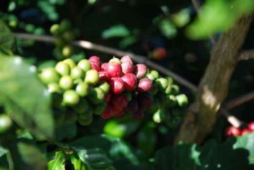 Ridders Kaffeerösterei Brazil Sao Silvestre Ridders Kaffeerösterei Brazil Sao Silvestre