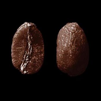 SAMOCCA Arabica Grade 2 (Peru) SAMOCCA Arabica Grade 2 (Peru)