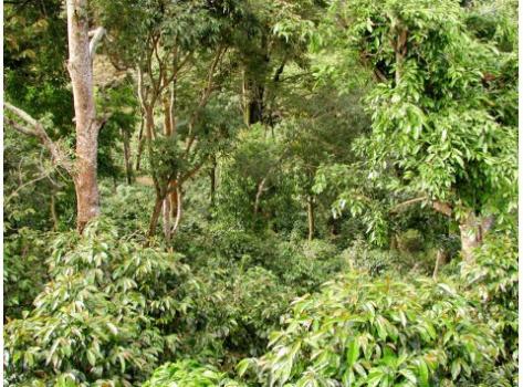 Schamong Kaffee PANAMA BOQUETE FINCA CASA RUIZ Schamong Kaffee PANAMA BOQUETE FINCA CASA RUIZ